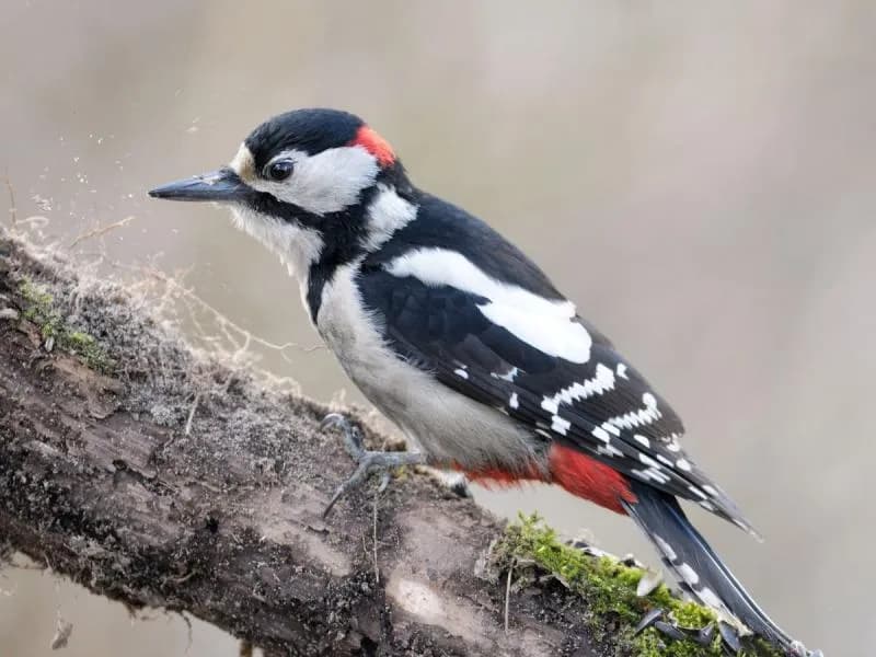 Czy dzięcioł zimuje w Polsce? Co musisz wiedzieć o tych ptakach