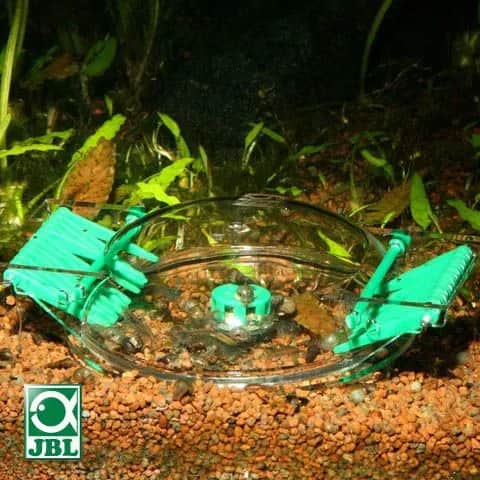 Jak skutecznie usunąć ślimaki z akwarium: 5 sprawdzonych metod