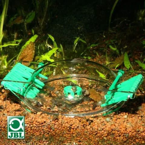 Jak skutecznie usunąć ślimaki z akwarium: 5 sprawdzonych metod