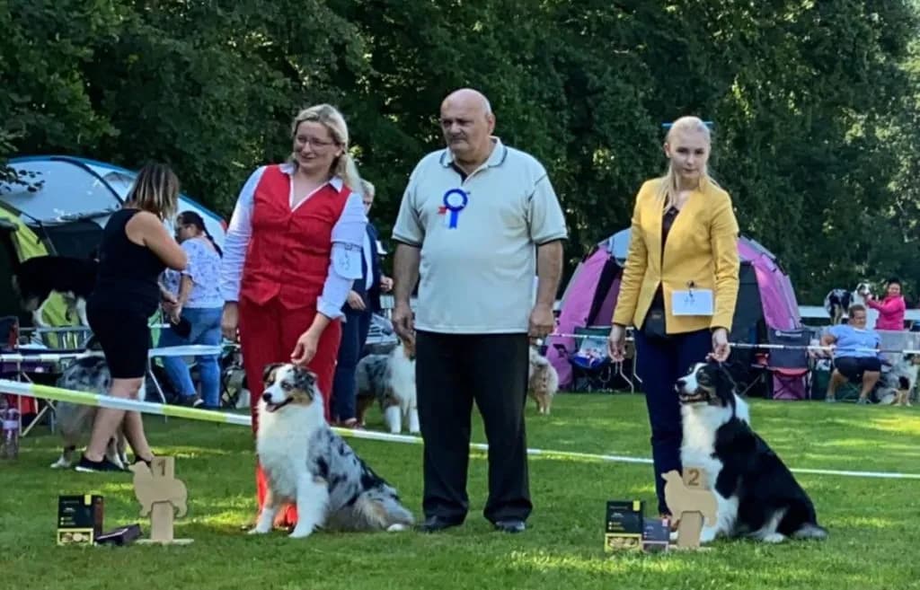 Kalendarz wystaw psów Czechy 2020: daty, miasta i wymagania hodowców