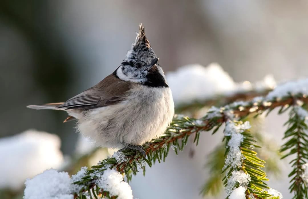 Gdzie zimuje sikorka? Odkryj tajemnice migracji tych ptaków