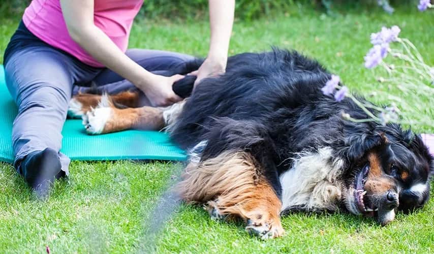 Masaż TTouch dla psa: skuteczna metoda na stres i napięcie mięśni