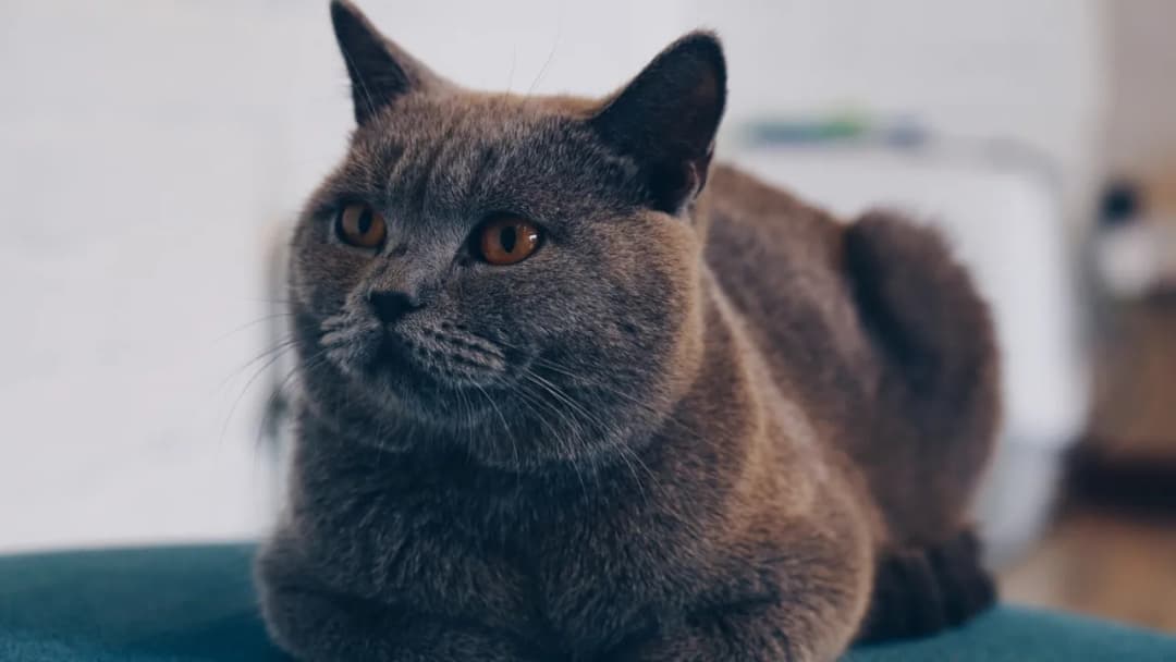 Jak przygotować się na adopcję kota? Czy to wymagające zwierzę?