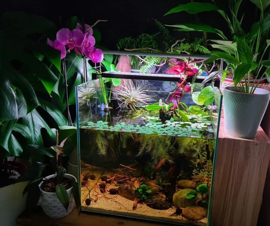 Jak prawidłowo urządzić akwarium dla bojownika: kompletny poradnik