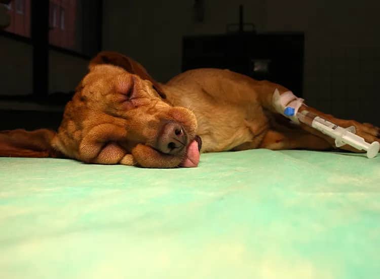 Jakie są przyczyny i objawy bólu brzucha u psa oraz co robić?