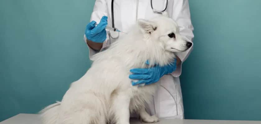 Kiedy szczepić szczeniaka przeciwko wściekliźnie, aby uniknąć problemów?