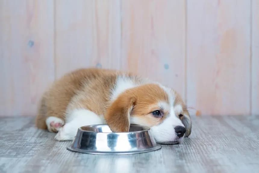 Dlaczego szczeniak nie chce jeść? Przyczyny i skuteczne sposoby na apetyt