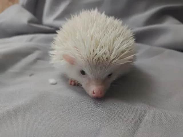 Biały jeż w domu: wszystko co musisz wiedzieć przed zakupem pupila